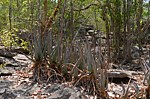 Aloe aff divaricata Tsingy de Namoroka GPS249 Mad 2015_1312.jpg